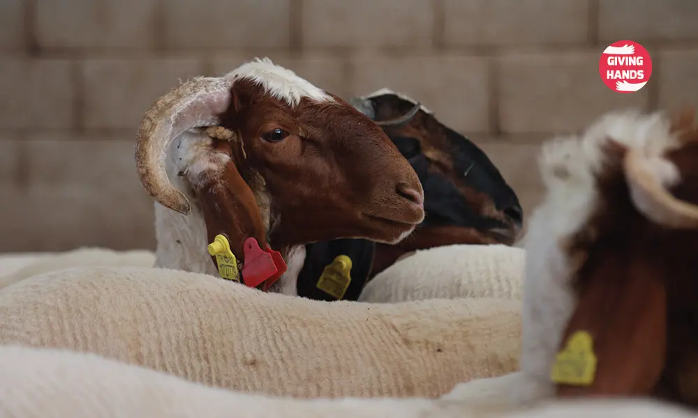 Your Guide to a Perfect Qurbani: Fulfilling the Sacrifice with Love 2 Animal Welfare is a Core Islamic Value