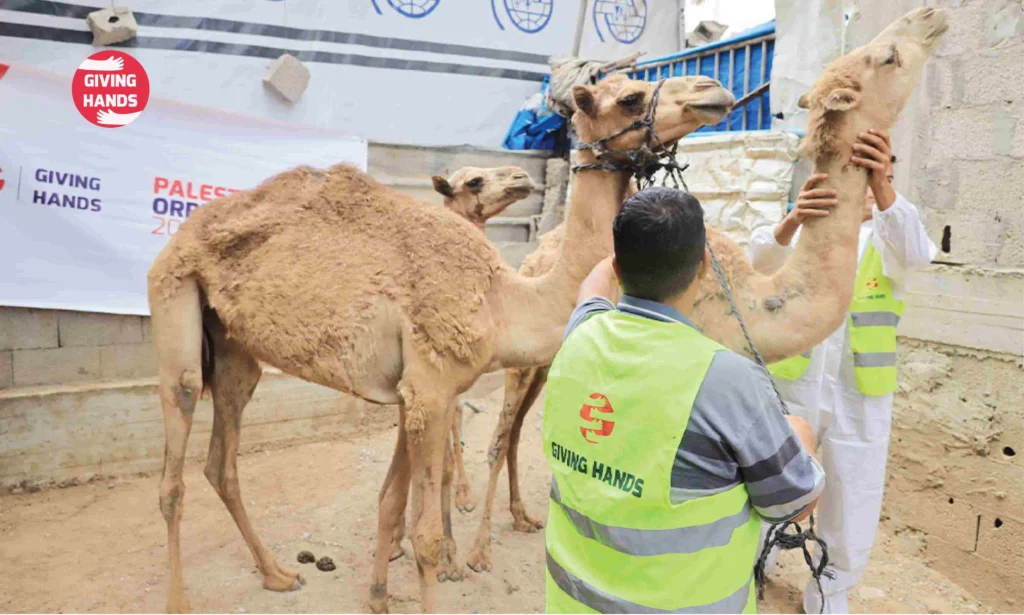 How to Do Qurbani in Islam: Honor the Sunnah and Feed a Family 2 Caring for the Animal