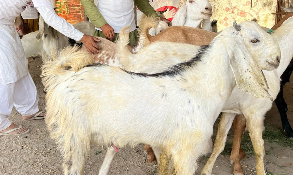 Your Qurbani for Gaza: Turning Your Sacrifice Into Their Survival 2 The Choice of Your Sacrifice Sheep, Goat, or Cow