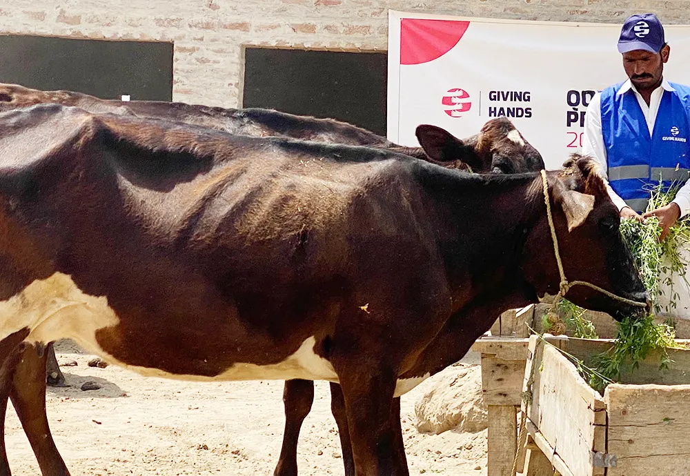 Why Do Muslims Perform Qurbani? Meaning, Mercy, and Helping Others 2 Choosing the Perfect Animal
