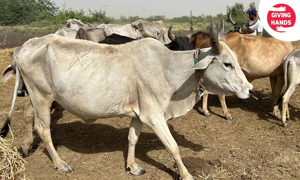 Who Should Give Qurbani in the UK? Check Eligibility and Help 2 What Makes an Animal Halal?
