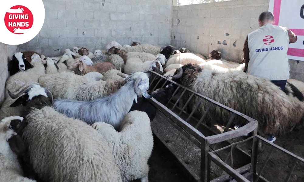 Giving Hands Qurbani 2026 in the UK: How Your Sacrifice Helps 2 Where We Send Your Fresh Halal Meat?